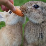 rabbit and carrot